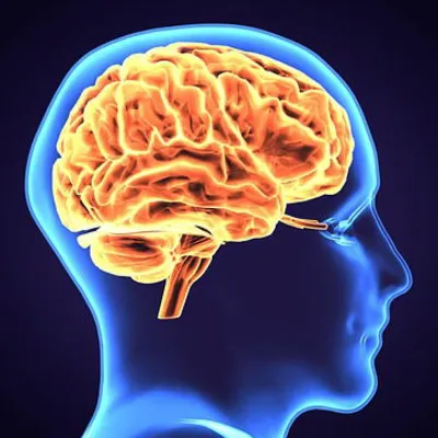 Neuroinflammation Linked to Enhanced Goal-Directed Behavior, Challenging Compulsion Theories