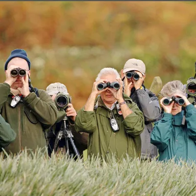 Birdwatching Enhances Cognitive Reserve and Brain Structure, Study Suggests