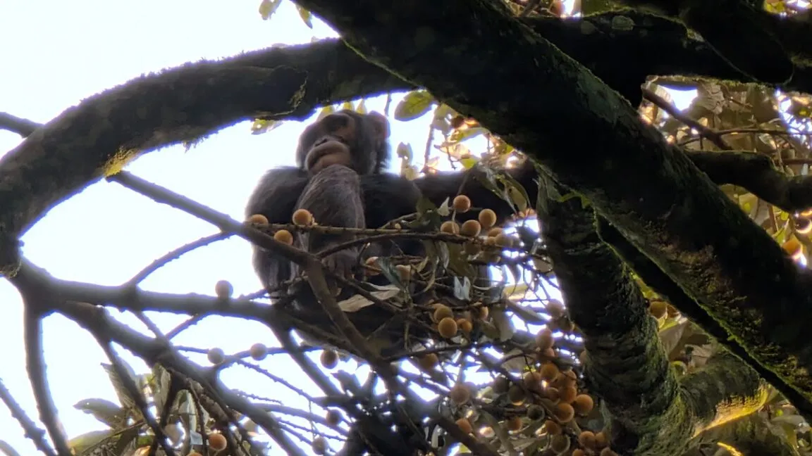 Chimpanzees Regularly Consume Fermented Fruit, New Study Suggests