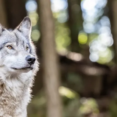First Wolf-Dog Hybrid Confirmed in Greece Through DNA Analysis