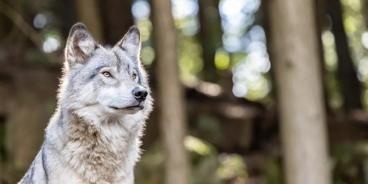 First Wolf-Dog Hybrid Confirmed in Greece Through DNA Analysis