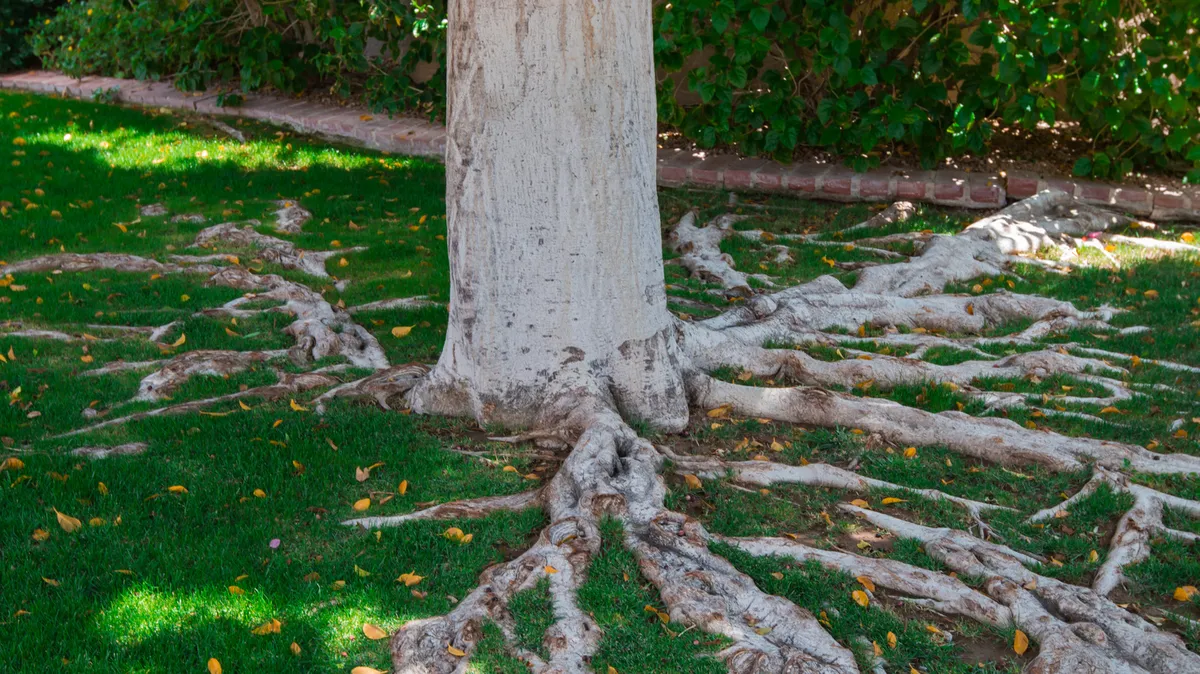 Anya Sharma: Innovative Solutions for Managing Unsightly Tree Roots
