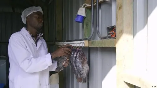 Solar-Powered Vertical Fish Farms Offer Sustainable Aquaculture Solution in Kenya