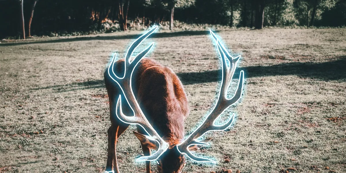 White-Tailed Deer Use UV Light for Communication, New Study Reveals