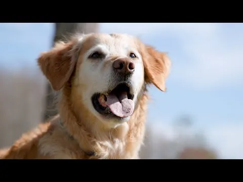 Gut Bacteria Linked to Survival Rates in Dogs Undergoing Cancer Immunotherapy