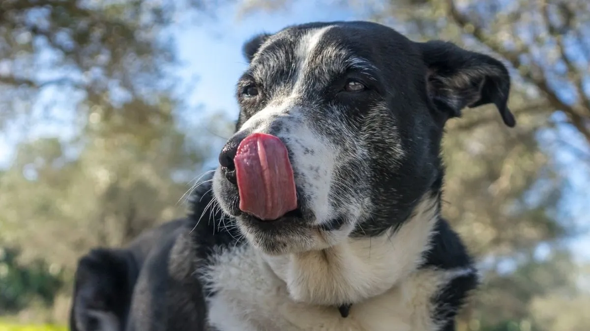 Gut Bacteria Linked to Survival Rates in Dogs Undergoing Cancer Immunotherapy
