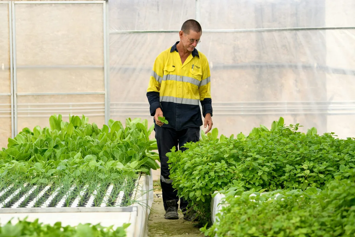 Protected Cropping Emerges as Climate Resilience Strategy for Australian Agriculture