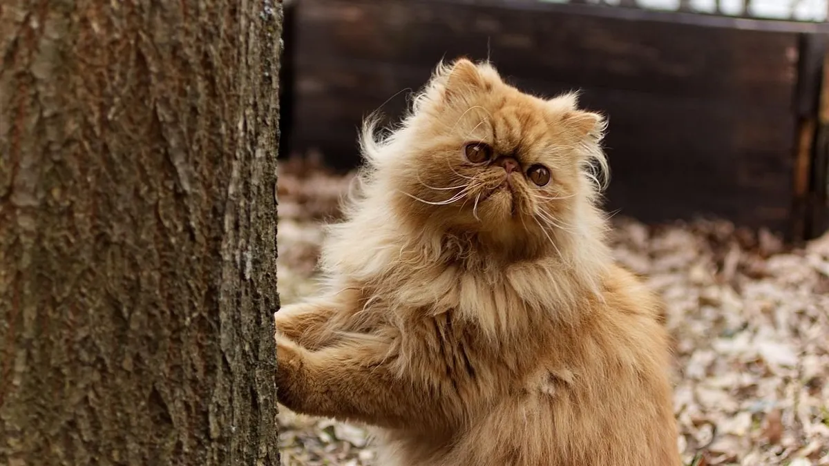 Top 10 Cat Breeds Known for Their Exceptionally Friendly Personalities