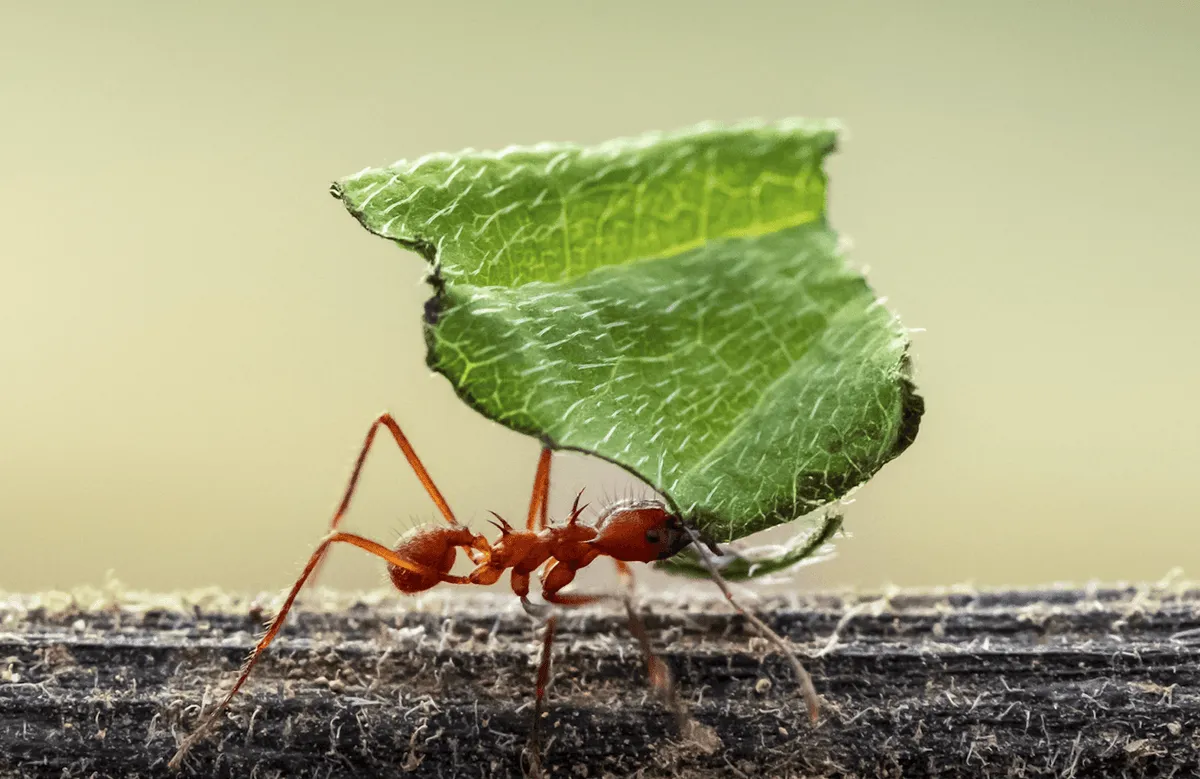 Ants Cultivate Complex Fungus Farms: A 66-Million-Year-Old Agricultural Revolution
