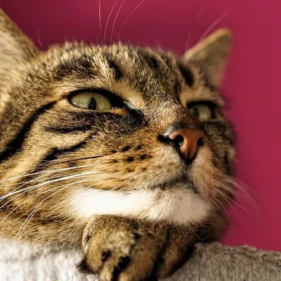 Decoding Feline Affection: What Your Cat Secretly Wants You to Know
