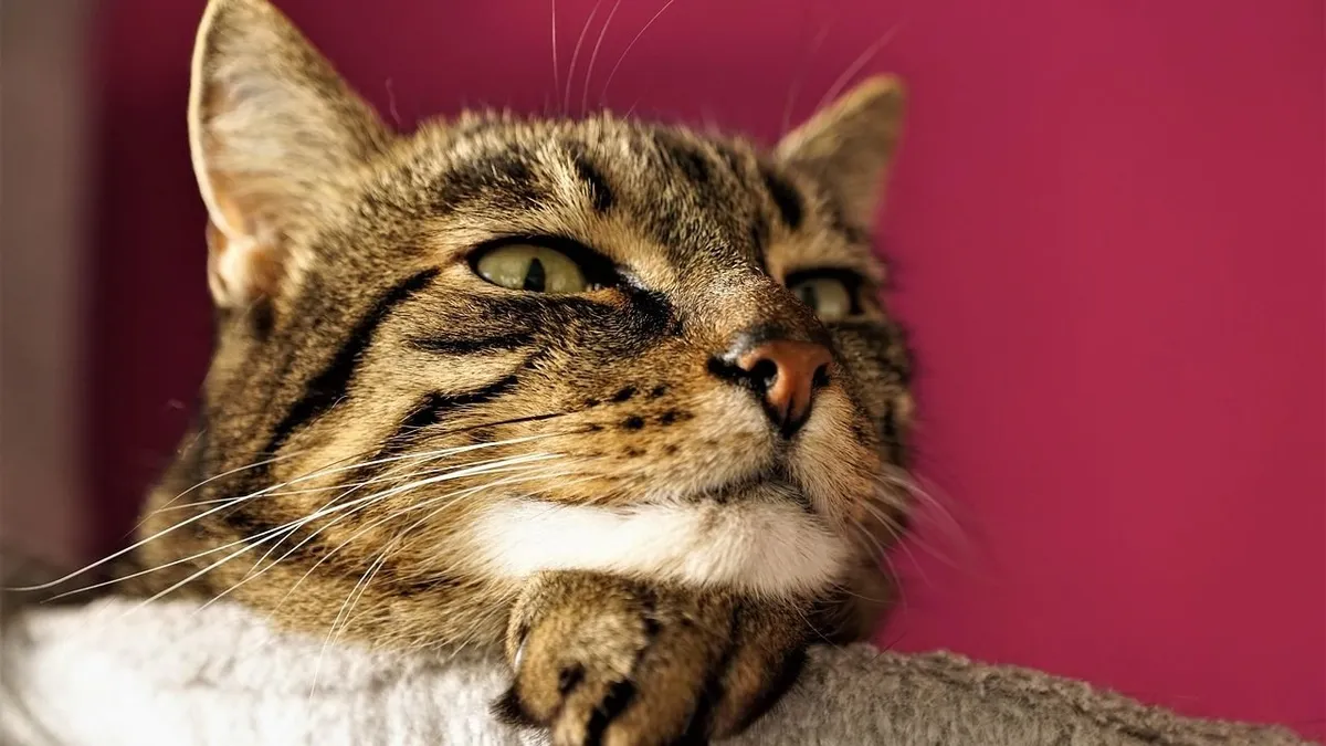 Decoding Feline Affection: What Your Cat Secretly Wants You to Know