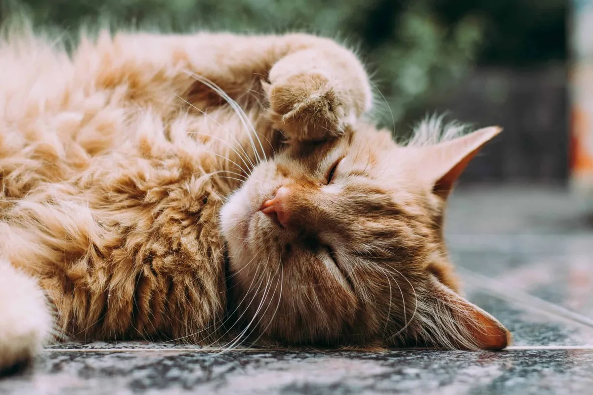 Understanding Probiotics for Feline Digestive Health