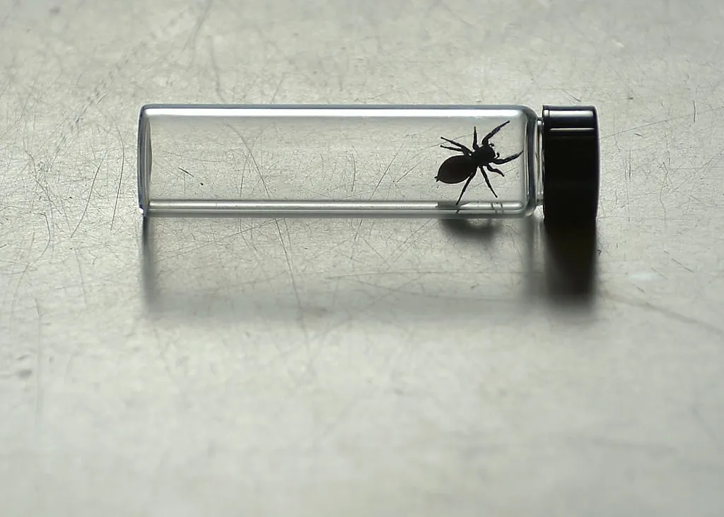 Spider Astronauts: How Jumping Spiders Navigated the ISS