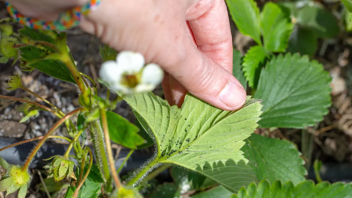Harnessing Ginger's Potent Aroma to Naturally Deter Aphids in Your Vegetable Garden