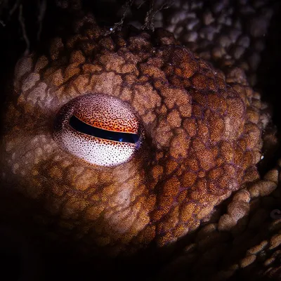 Cretaceous Kraken: Giant Prehistoric Octopuses Were Apex Predators of the Dinosaur-Age Oceans