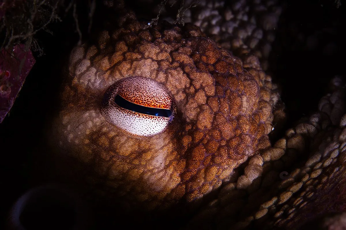 Cretaceous Kraken: Giant Prehistoric Octopuses Were Apex Predators of the Dinosaur-Age Oceans