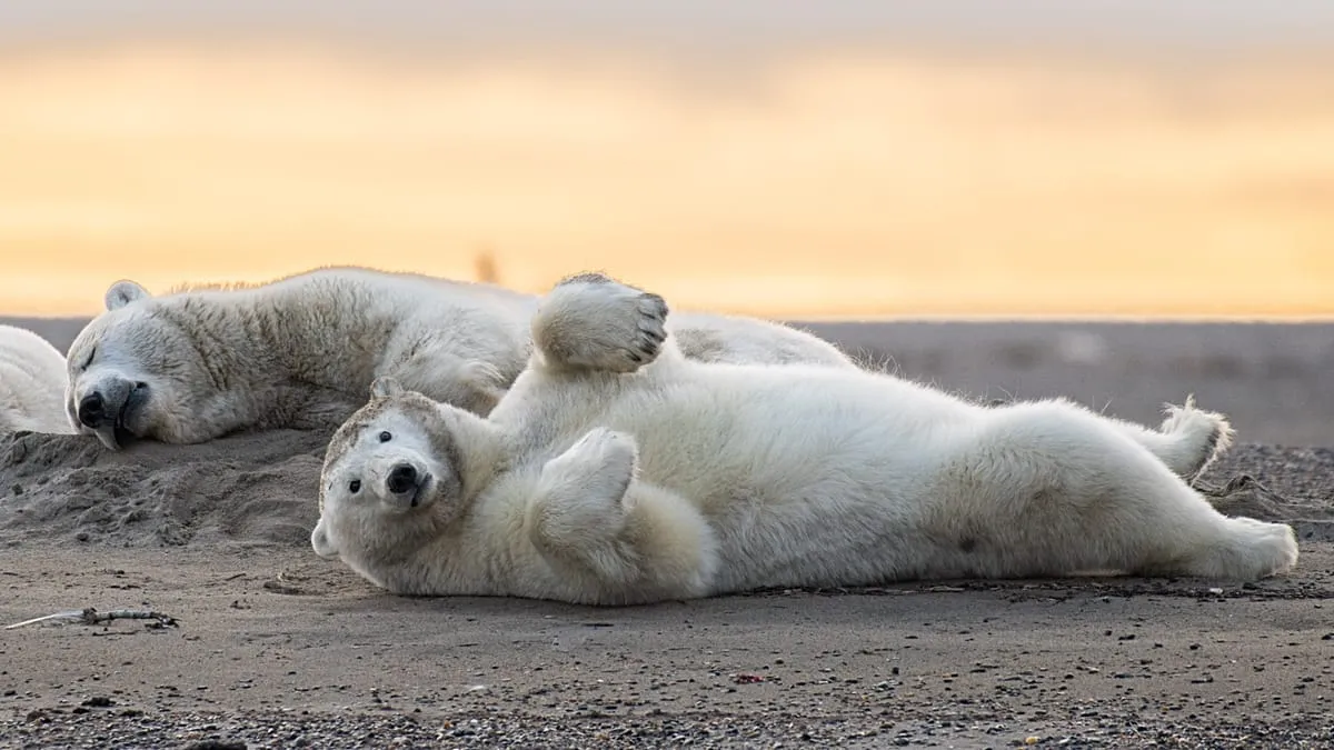 Kaktovik Seeks to Revive Polar Bear Tourism with Sustainable Guidelines