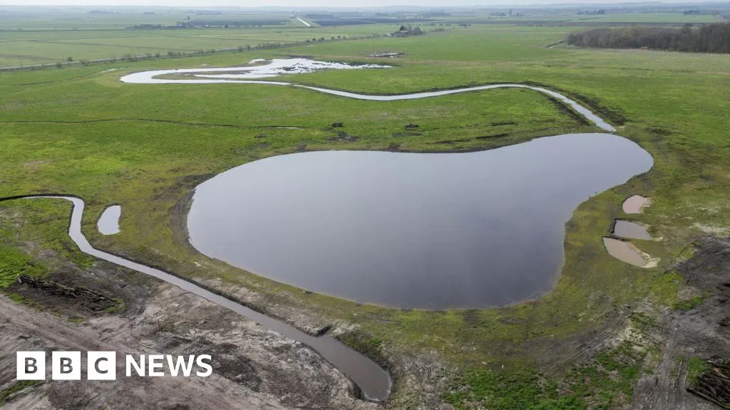 New Wetland Ecosystem Flourishes at Great Fen Nature Reserve, Attracting Diverse Wildlife