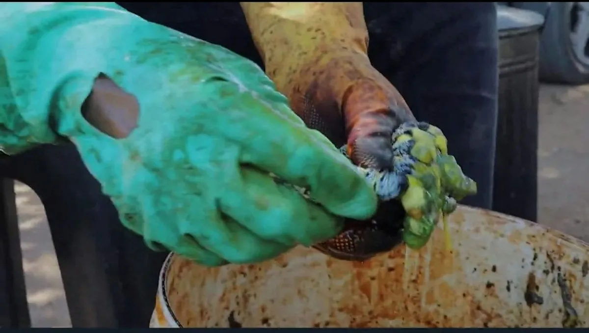 Insect Harvesting in Limpopo: A Sustainable Livelihood for Rural Communities
