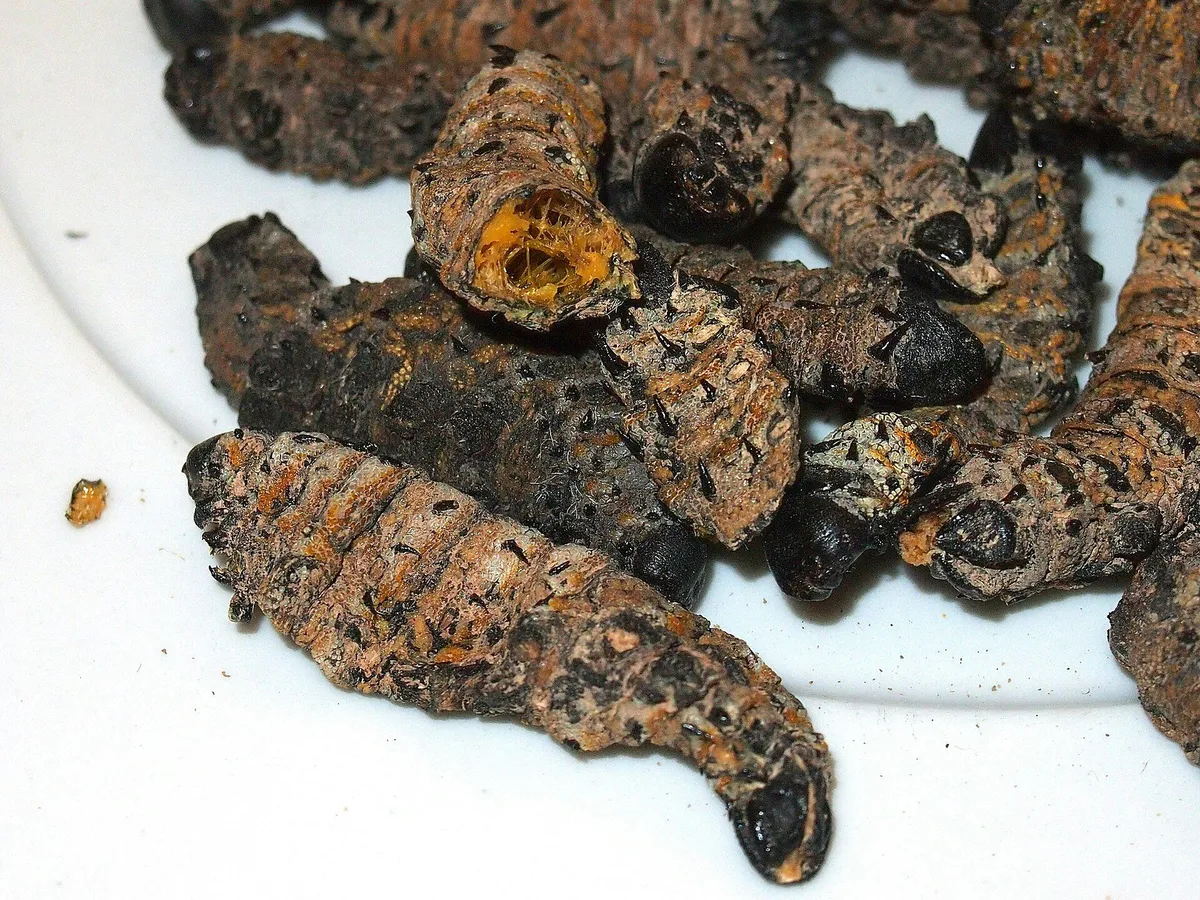 Insect Harvesting in Limpopo: A Sustainable Livelihood for Rural Communities