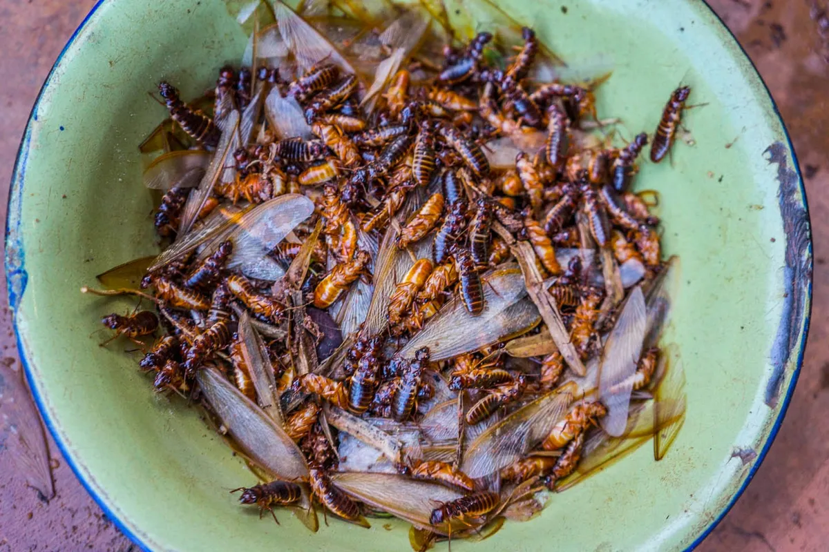 Insect Harvesting in Limpopo: A Sustainable Livelihood for Rural Communities