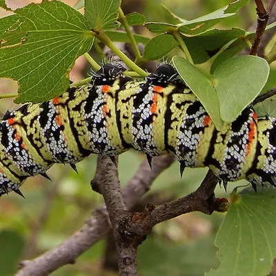 Insect Harvesting in Limpopo: A Sustainable Livelihood for Rural Communities