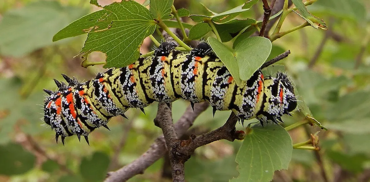 Insect Harvesting in Limpopo: A Sustainable Livelihood for Rural Communities