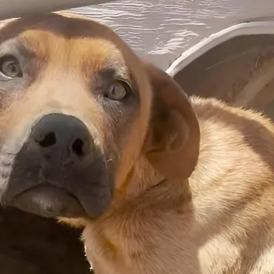 Rescued Dog 'Oscar Meyer' Blooms After Being Starved for Attention