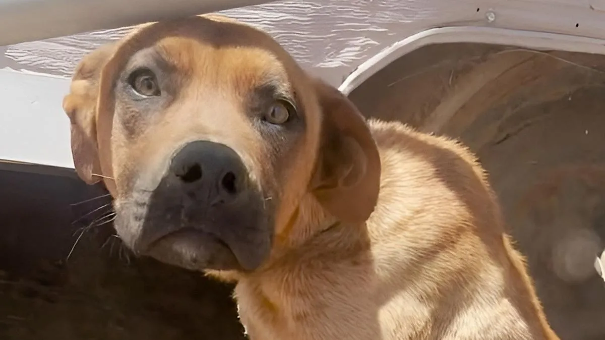 Rescued Dog 'Oscar Meyer' Blooms After Being Starved for Attention