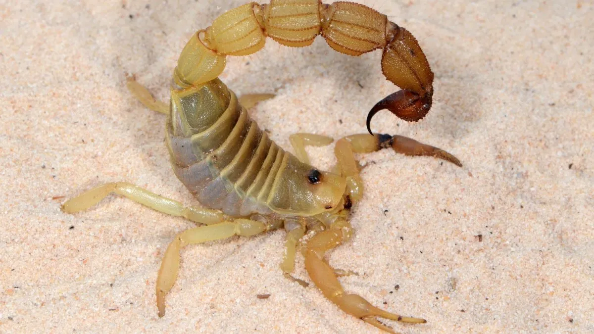 Scorpion Stingers and Pincers Reinforced with Metallic Elements, Study Reveals