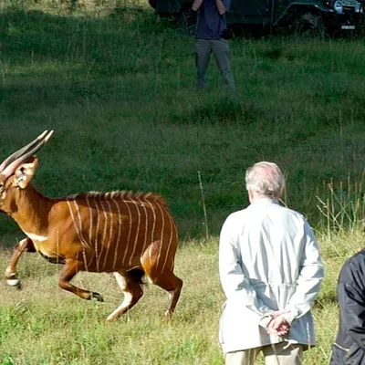 Critically Endangered Mountain Bongos Return to Native Kenyan Forests After Decades Abroad