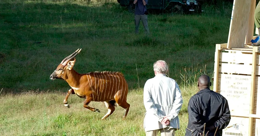Critically Endangered Mountain Bongos Return to Native Kenyan Forests After Decades Abroad