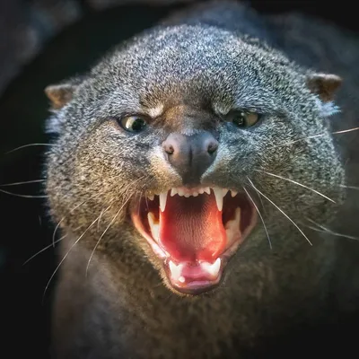 The Enigmatic Jaguarundi: A Deep Dive into the Otter Cat's Unique Biology and Behavior