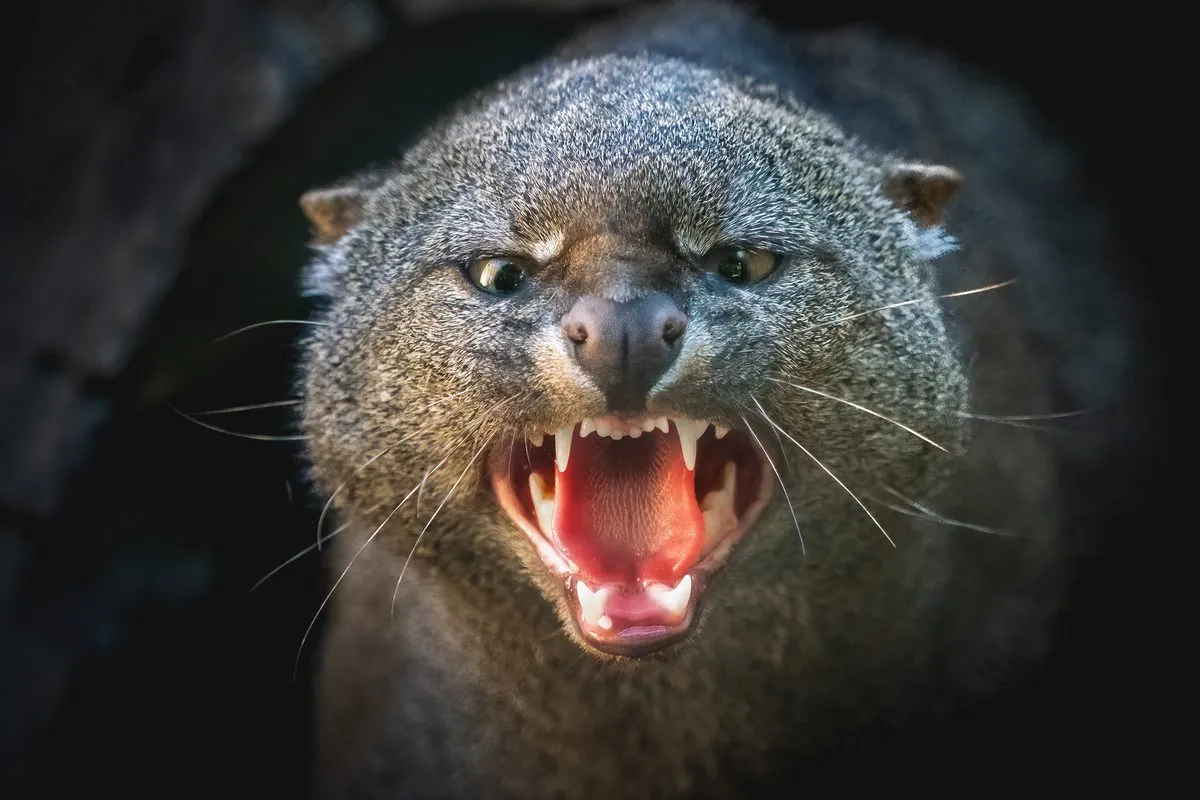 The Enigmatic Jaguarundi: A Deep Dive into the Otter Cat's Unique Biology and Behavior