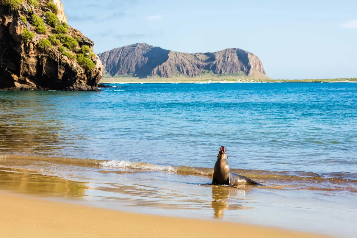 Geological Marvels: Where Earth's Formations Foster Exceptional Wildlife