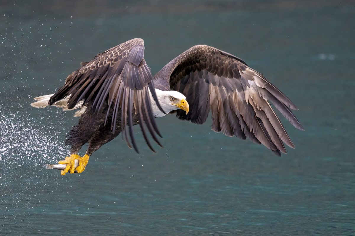Bald Eagles vs. Golden Eagles: A Detailed Comparison of Two Majestic Raptors