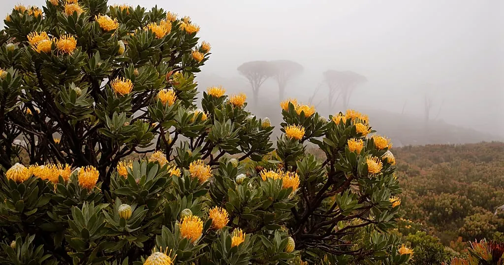 Table Mountain National Park's Updated Checklist Reveals Staggering Biodiversity and Conservation Challenges