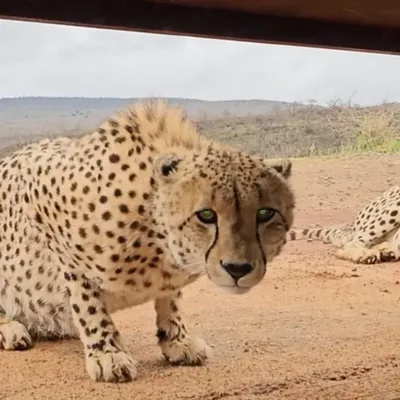 Cheetahs Surprise Photographer with Unprecedented Bird Hide Visit in South Africa