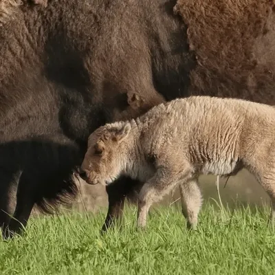 Rare White Bison Calf Born in Iowa, Heralded as Sacred Symbol