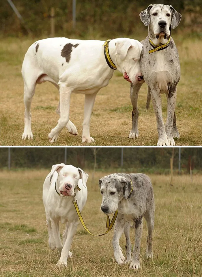 Great Danes: Gentle Giants with Surprisingly Affectionate Natures