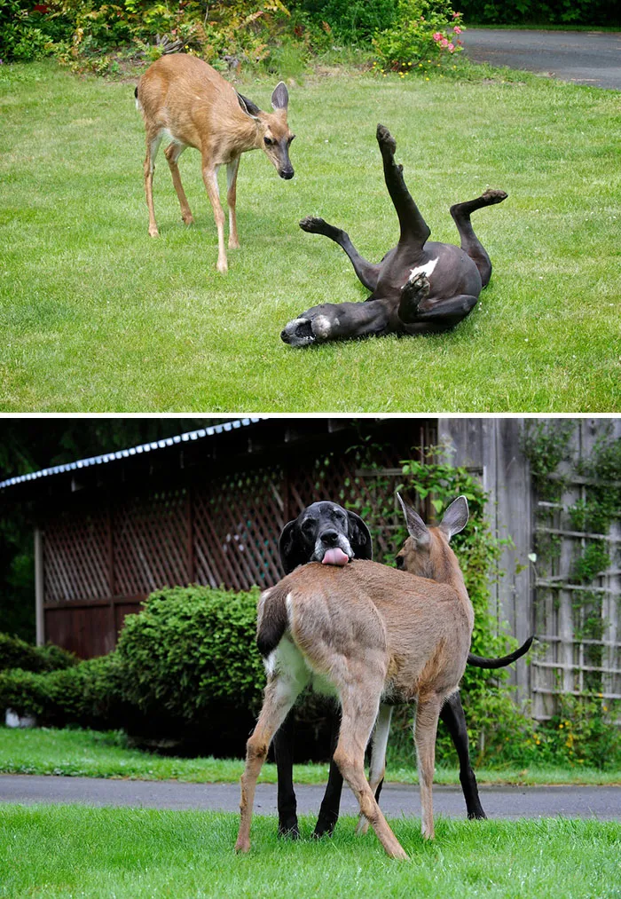 Great Danes: Gentle Giants with Surprisingly Affectionate Natures
