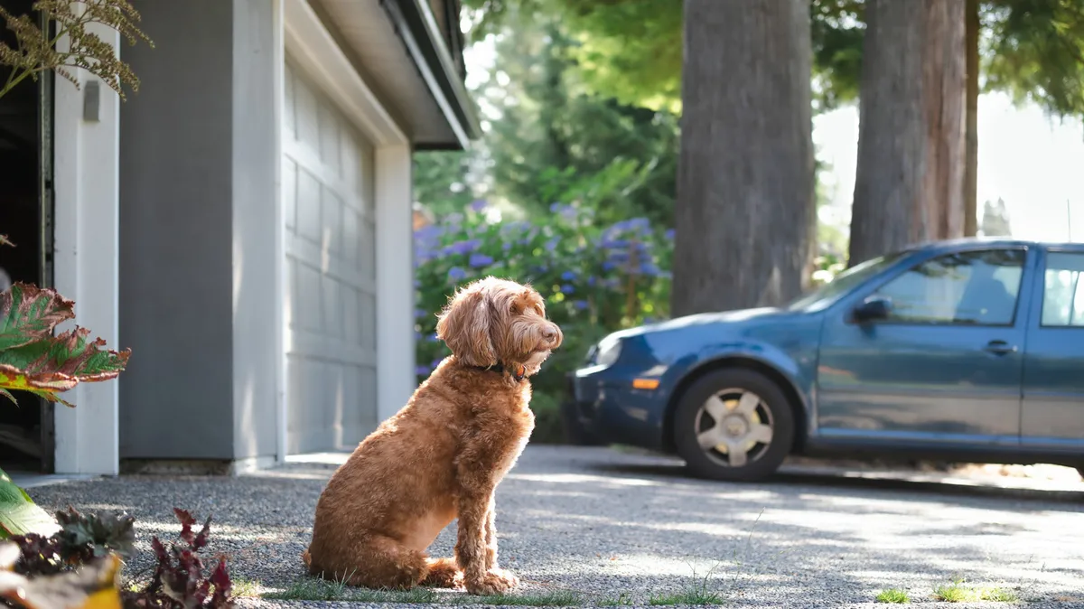 Heartwarming Bonds: Dogs and Their Beloved Garbage Collectors