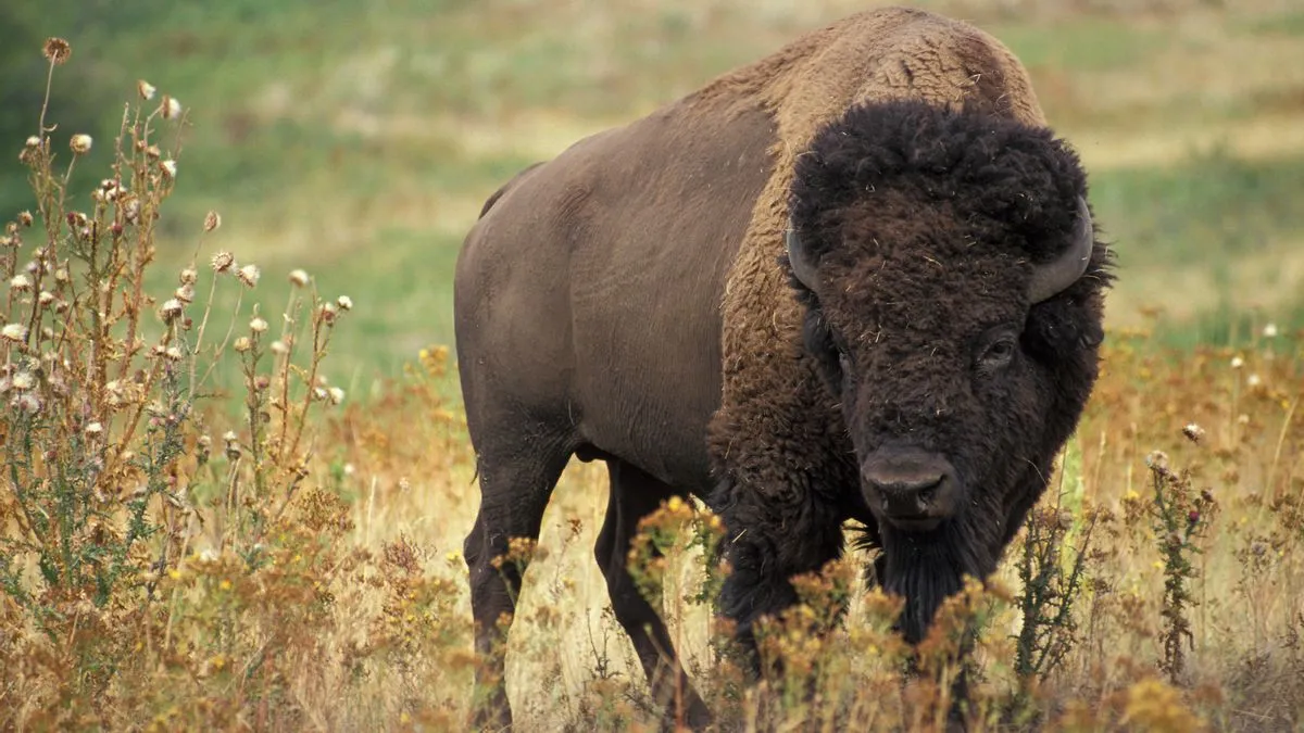 Bureau of Land Management Revokes Bison Grazing Permits for American Prairie, Sparking Debate