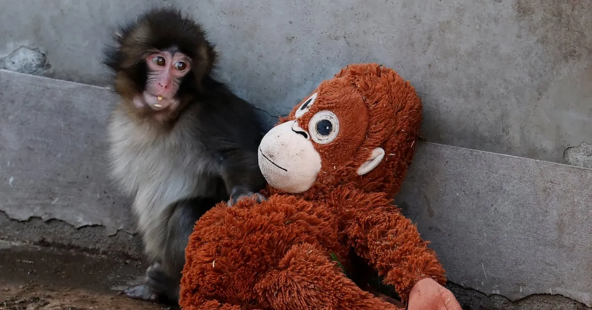 Americans Detained in Japan After Viral Monkey Enclosure Incident Linked to Cryptocurrency Meme Coin