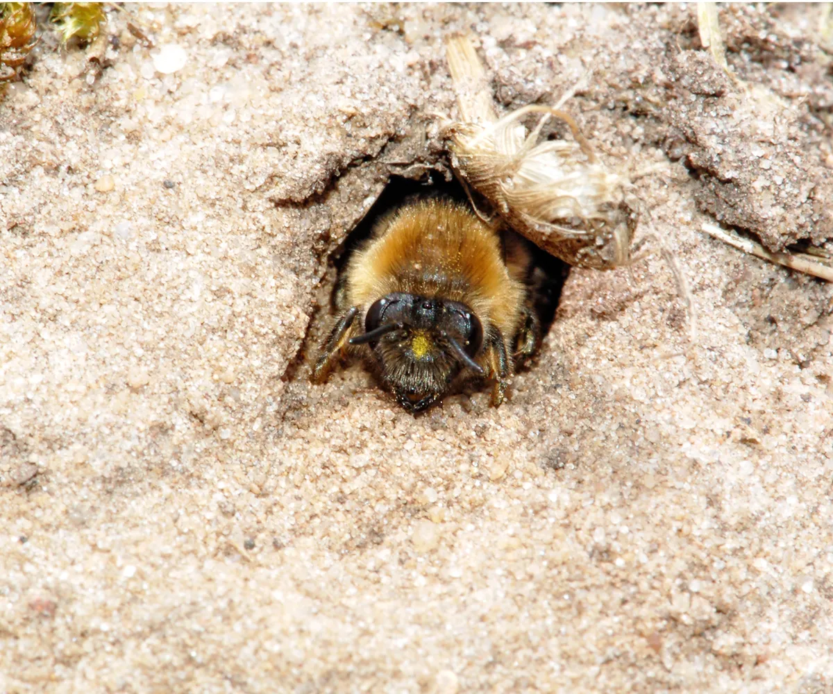 Beyond Pollination: The Hidden Roles of Bees in Garden Ecosystems