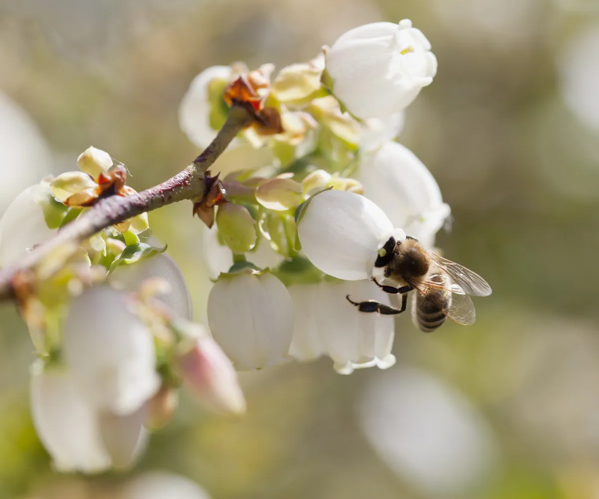 Beyond Pollination: The Hidden Roles of Bees in Garden Ecosystems