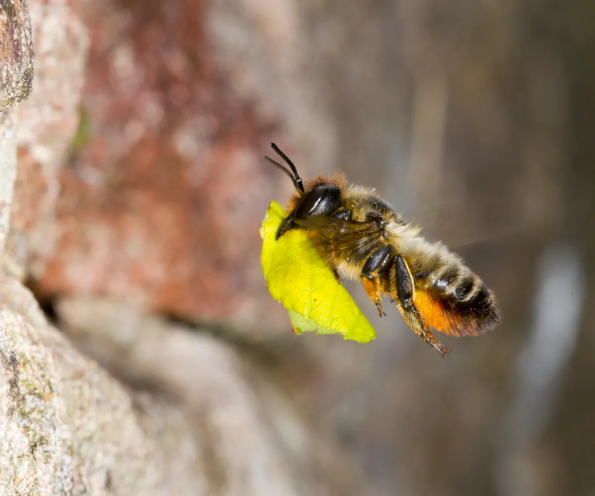 Beyond Pollination: The Hidden Roles of Bees in Garden Ecosystems