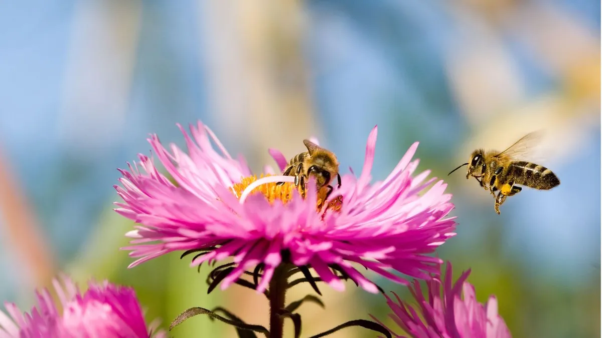 Beyond Pollination: The Hidden Roles of Bees in Garden Ecosystems