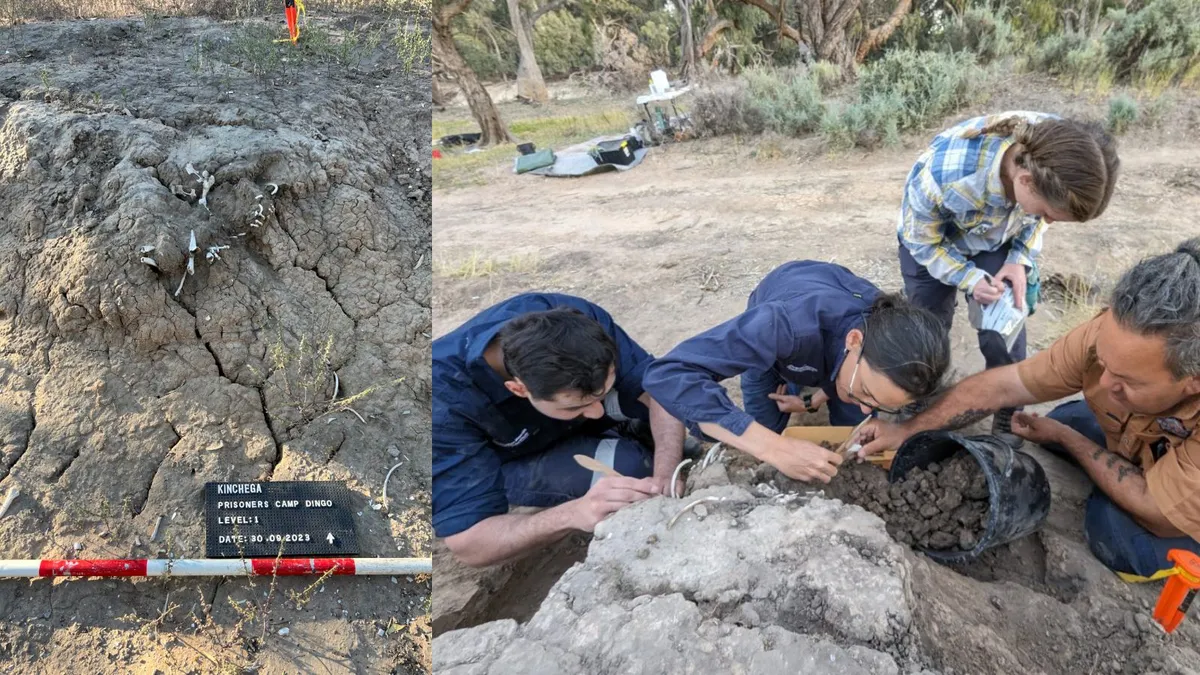 Ancient Dingo Burial Reveals 950-Year Tradition of Ritualistic 'Feeding'