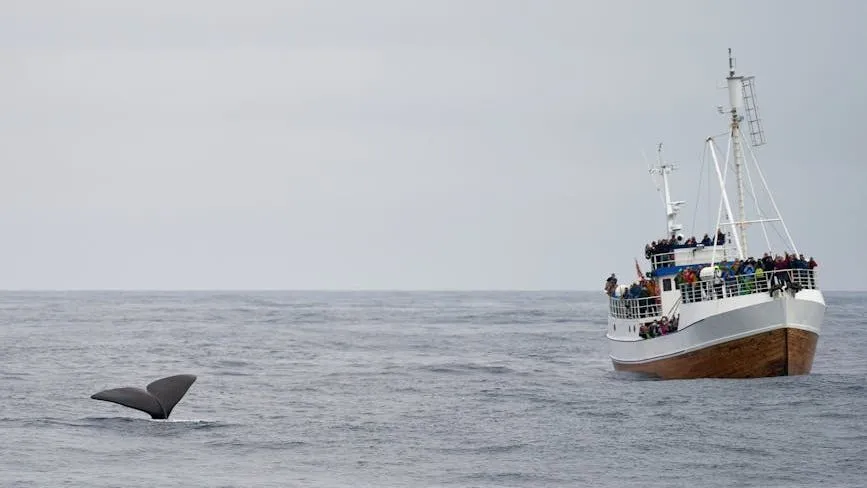 Japan Sets 2026 Commercial Whaling Quotas Amidst International Condemnation